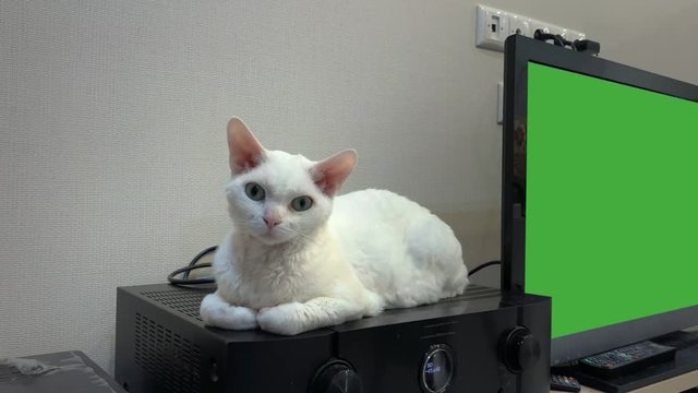 White Devon Rex cat lies next to a TV with a chrome key and looking around
