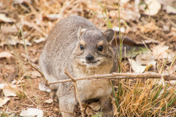 Procavia