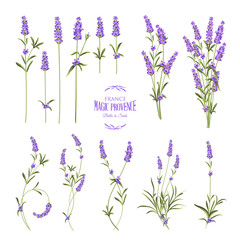 Fototapeta na wymiar Set of lavender flowers elements. Collection of lavender flowers on a white background. Vector illustration bundle.