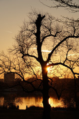 kahler Baum im Sonnenlicht