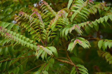 fern in forest