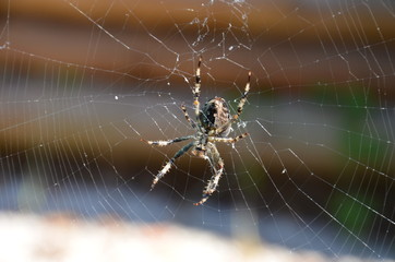 Kreuzspinne