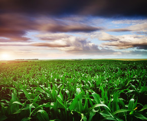 Rural scene with colored clouds.