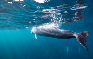 dolphin in water