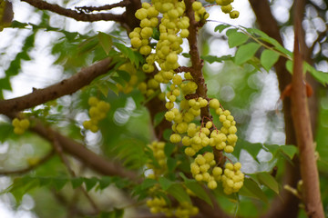 grapes on the vine