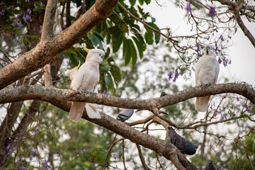 Obraz premium Sulphur-crested cockatoos sitting on a branch of jacaranda tree