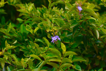 flowers in the garden