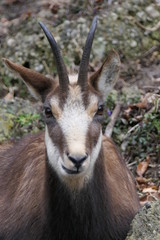 A chamois female in winter hair