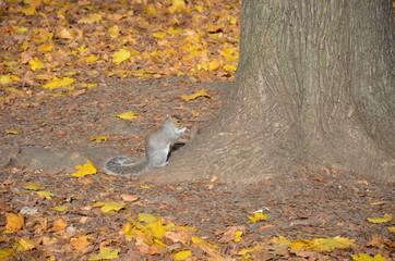 Eichhörnchen mit Nuss an Baum im Laub