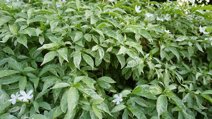 young plants in the garden