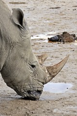 Obraz premium rhino a endangered african animal in the zoo 