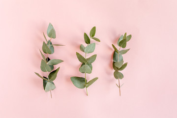Green branch, leaves eucalyptus isolated on pink background. Flat lay, top view minimal concept.