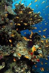 Fototapeta na wymiar Coral Reef Saudi Arabia