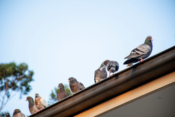 Feral pigeons sitting on the roof of a house. - Powered by Adobe
