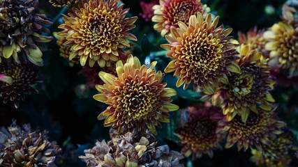 flowers in the garden