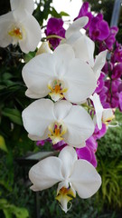 Fototapeta premium orchids in the garden
