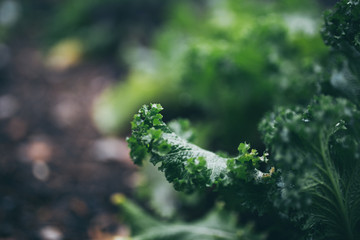 Beautiful green kale with bokeh