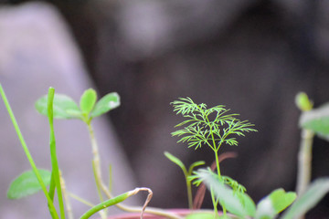 dill growing closeup 