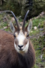A chamois female in winter hair