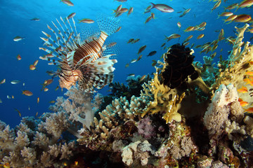 Coral Reef Saudi Arabia