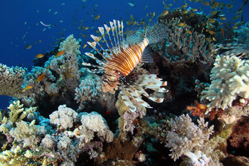 Naklejka na ściany i meble Coral Reef Saudi Arabia