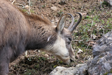 A chamois female in winter hair