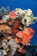 Naklejka na ściany i meble Coral Reef Saudi Arabia