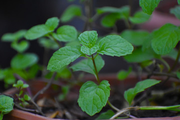 mint leaves growing 