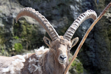 Ibex in the austrian alps