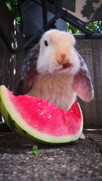 Zwergwidder Hase