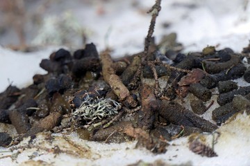 this is the droppings at the capercaillie or wood grouse in the courtship