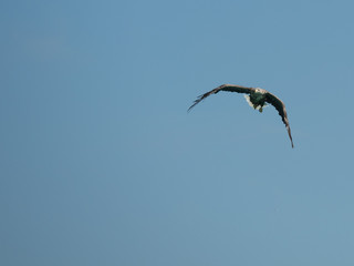 Sea Eagle Norway
