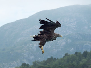 Sea Eagle Norway