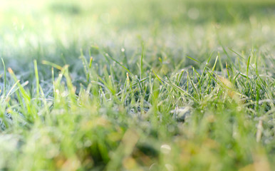 green grass with dew