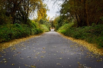 Naklejka premium Lonely road in a forest in autumn
