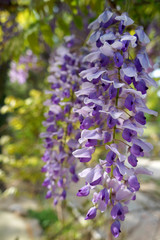blooming wisteria beautiful  lilac  flowers in the garden 