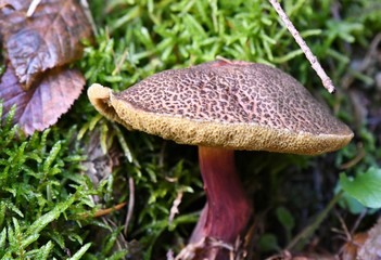 mushroom in the forest