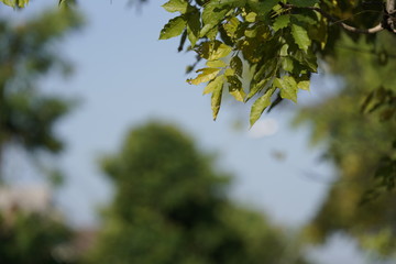 green leaves and blue sky