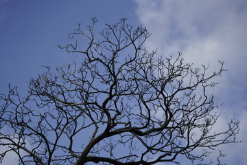 scary tree in the blue sky
