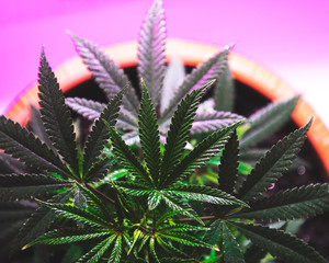 cannabis bush top view with leaves toned