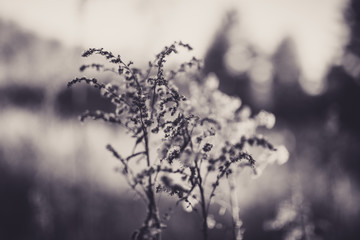 Beautiful tall plant with bokeh in black and white