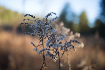 Beautiful tall plant with colorful bokeh on the Blue Ridge Parkway