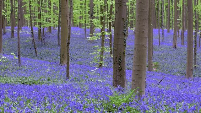 Tacking shot of beech forest with bluebells (Endymion nonscriptus) flowering in spring