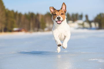 Happy and ebullient dog playing and running on ice of frozen lake on beautiful sunny winter day
