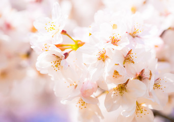 桜　さくら