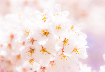 桜　さくら