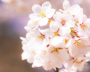 桜　さくら