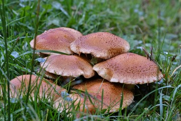 mushroom in the forest