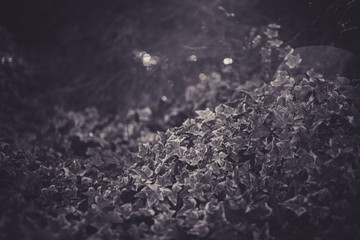 Beautiful leaves with bokeh in black and white