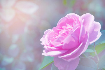 Pink rose flower in roses garden. Soft focus.